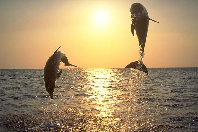 Boat Excursions Pula  - You will see many dolphins in the area around Brijuni islands